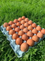 Great Hookly - Large Eggs Half Catering Case (180 eggs/case)